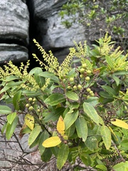 Pieris floribunda