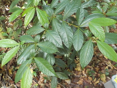 Cordia nodosa