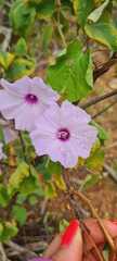 Ipomoea bahiensis