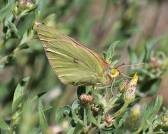 Colias meadii