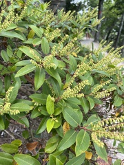 Pieris floribunda