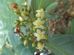 Cordia nodosa
