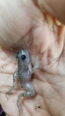 Eleutherodactylus marnockii