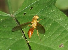 Ptecticus extensipes