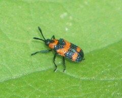 Microrhopala pulchella