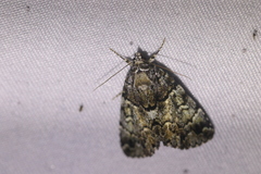 Allotria