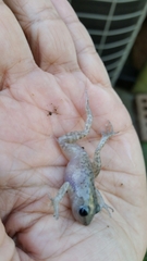 Eleutherodactylus marnockii