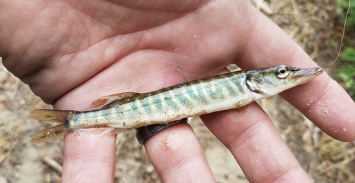 Tiger Muskellunge