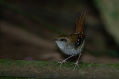 Myrmoderus squamosus