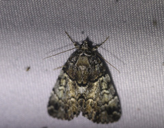 Allotria
