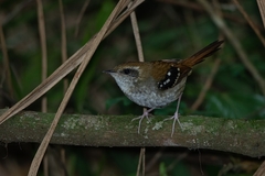 Myrmoderus squamosus