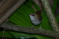 Myrmoderus squamosus