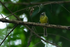 Pogonotriccus eximius