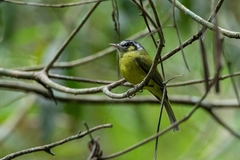 Pogonotriccus eximius