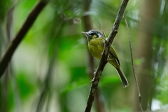 Pogonotriccus eximius