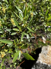 Salix lemmonii