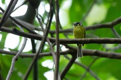 Pogonotriccus eximius