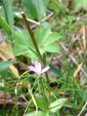 Epilobium alsinifolium