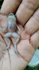 Eleutherodactylus marnockii