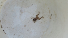 Eleutherodactylus marnockii