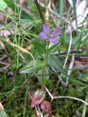 Epilobium alsinifolium