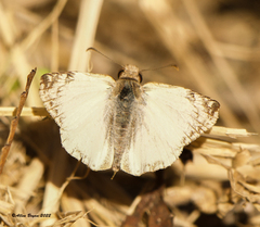 Heliopetes laviana