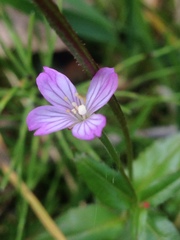 Epilobium alsinifolium
