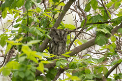 Megascops asio naevius