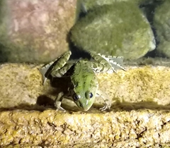 Pelophylax kurtmuelleri