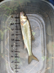 Semotilus corporalis