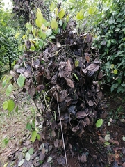 Phytophthora palmivora