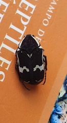 Amithao marginicollis