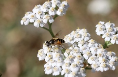Eristalis horticola
