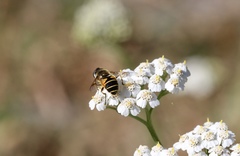 Eristalis horticola