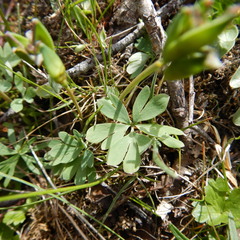 Corydalis pauciflora