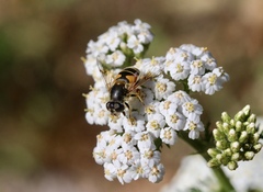 Eristalis horticola