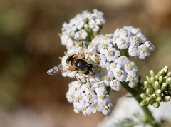 Eristalis horticola