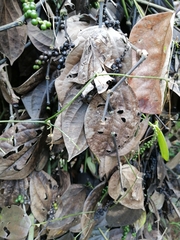 Phytophthora palmivora