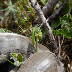 Corydalis pauciflora