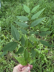 Heteropterys brachiata