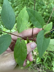 Heteropterys brachiata