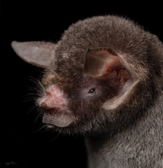 Pteronotus parnellii mexicanus