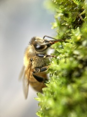 Apis mellifera