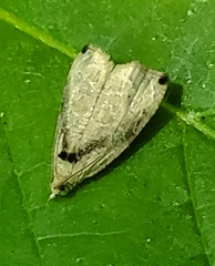 Olethreutes exoletum