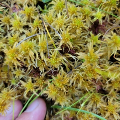 Sphagnum flexuosum