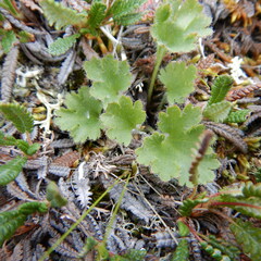 Veronica alaskensis