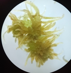 Sphagnum flexuosum