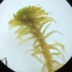 Sphagnum flexuosum