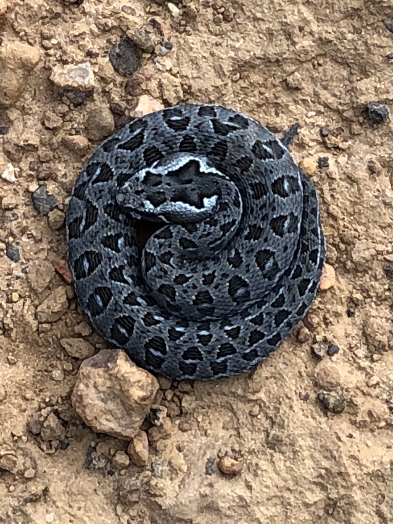 Berg Adder