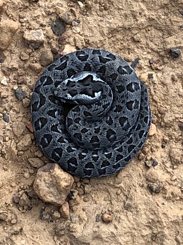 Berg Adder